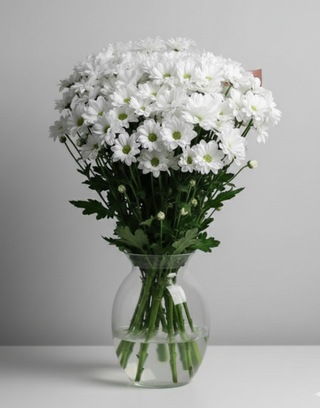 Хризантема Ромашковидна