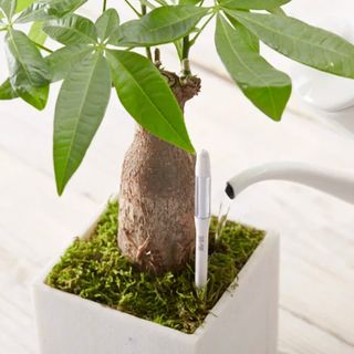 Sensor De Riego Mediano