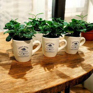 Piantina caffè arabica 