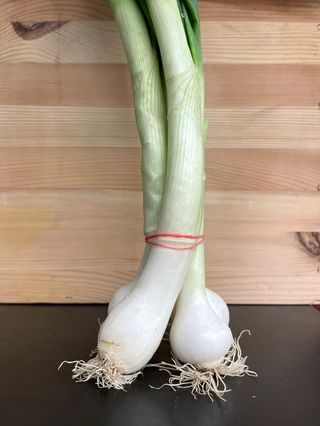 Cipollotto Bianco un mazzo