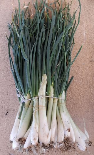 Cipolle lunghe al mazzo 