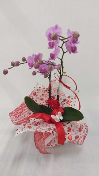 Orchidea confezione San Valentino 2