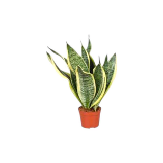 Vaso Sansevieria | Espada de São Jorge