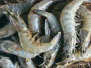 КРЕВЕТКА ТИГРОВА СИРА С ГОЛОВОЮ, РОЗМІР 20/30, 100Г (100г.)