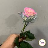 ფერადი ვარდი-ერთი ტოტი