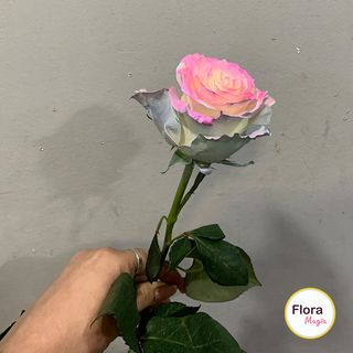 ფერადი ვარდი-ერთი ტოტი