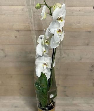 Vaso orchidea Phalenopsis vari colori