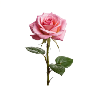 Rosa cor de rosa 