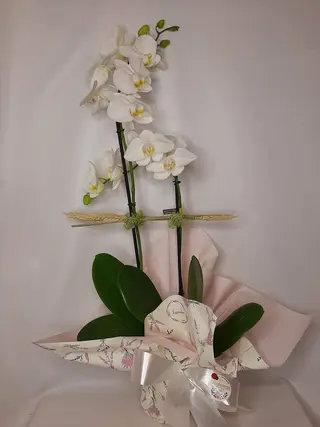 Orquídea Blanca