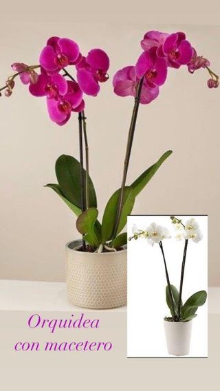 Orquidea Con Maceta