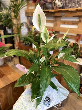 Spathiphyllum