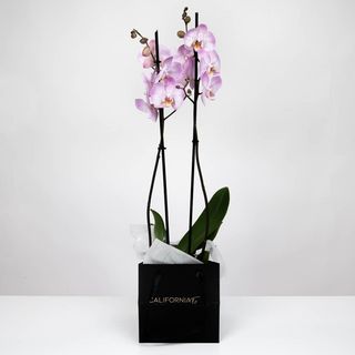 Planta Phalaenopsis Roz