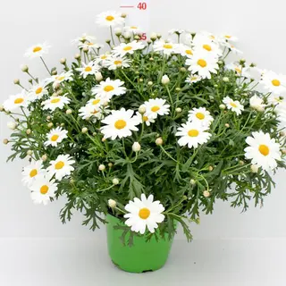 Pianta di Margherita