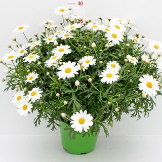 Pianta di Margherita