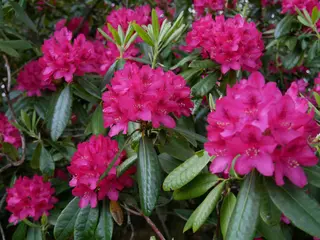 Rododendro 