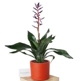 Bromelia