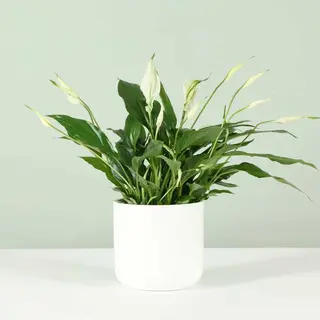 Spathiphyllum bellini 12cm