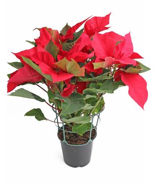 Poinsettia (25 -30 cm.) 