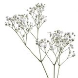 თეთრი გიფსოფილა 