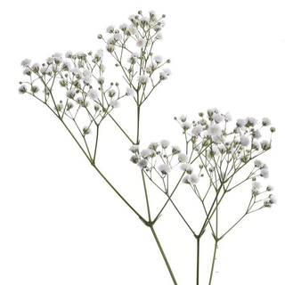 თეთრი გიფსოფილა 
