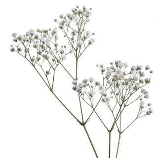 თეთრი გიფსოფილა 