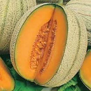 Melone cantalupo