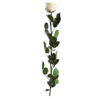 Rosa Eterna Blanca