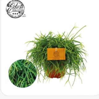 Rhipsalis 