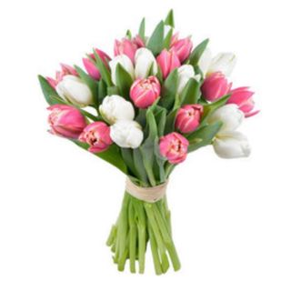 Pink and White Tulip