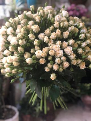 თეთრი ჯუჯა ვარდები