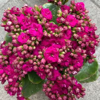 Kalanchoe Fucsia Planta