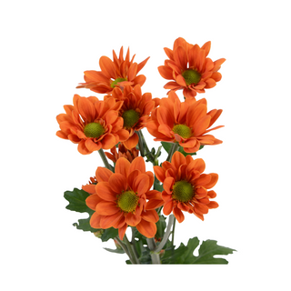 Margarita Naranja Flor Suelta (Nos son ramos/no bouquet)