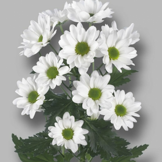 Paquete de 5 tallos de margaritas