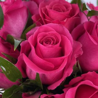 Rosa fuxia gambo medio