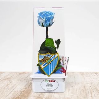 Rosa Eterma MALAGA C.F 1,53