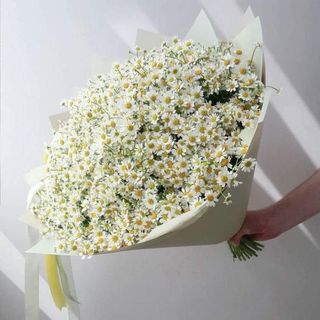 გვირილა