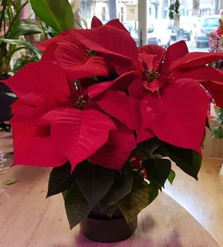 Stella di Natale Poinsettia media