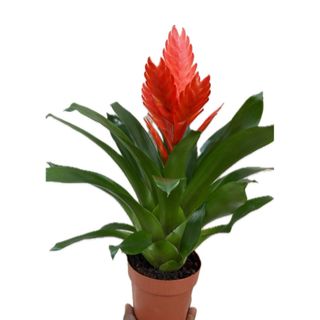 Bromélia vermelha 