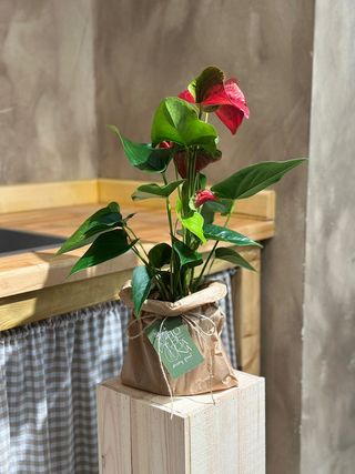 Anthurium Plant Red