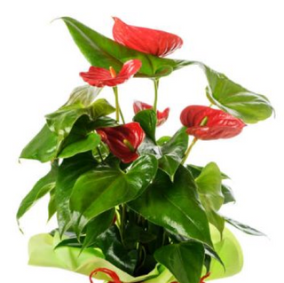 Anturium Rojo Decorado 
