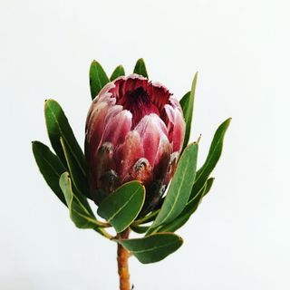 Red Protea 