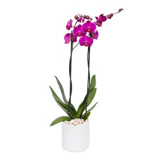 Orquídea – Belleza Y Distinción