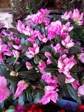 Azalea bicolore grande