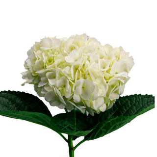   Hortensia Blanca Flor Suelta (Por unidad/No es un ramo/No bouquet) 