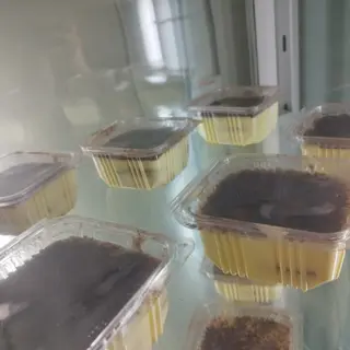 Tiramisù