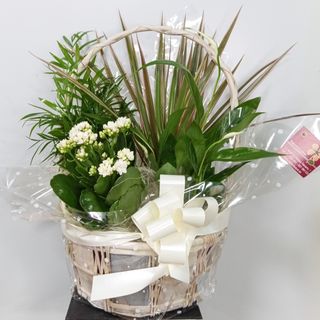 Cesta plantas pequeña