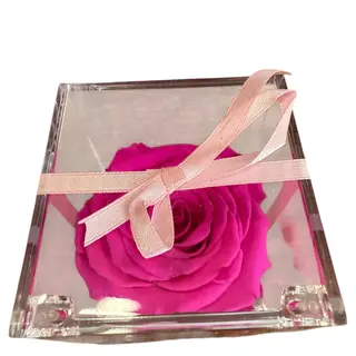 Rosa preservada fucsia 
