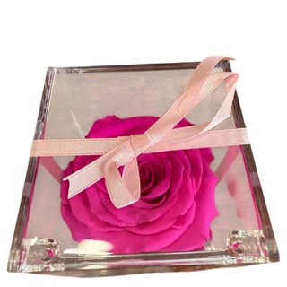 Rosa preservada fucsia 