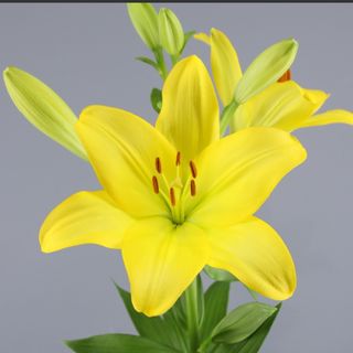 Lilium Amarillo