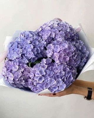 ჰორტენზია